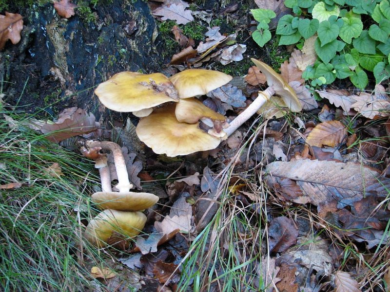 2009-11-10-Mycologie au marais de la Voise